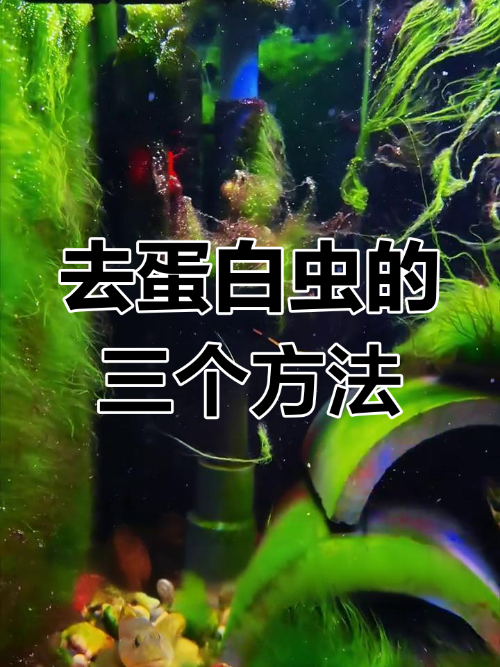 鱼缸蛋白虫去除妙招,硬币放进去效果惊人