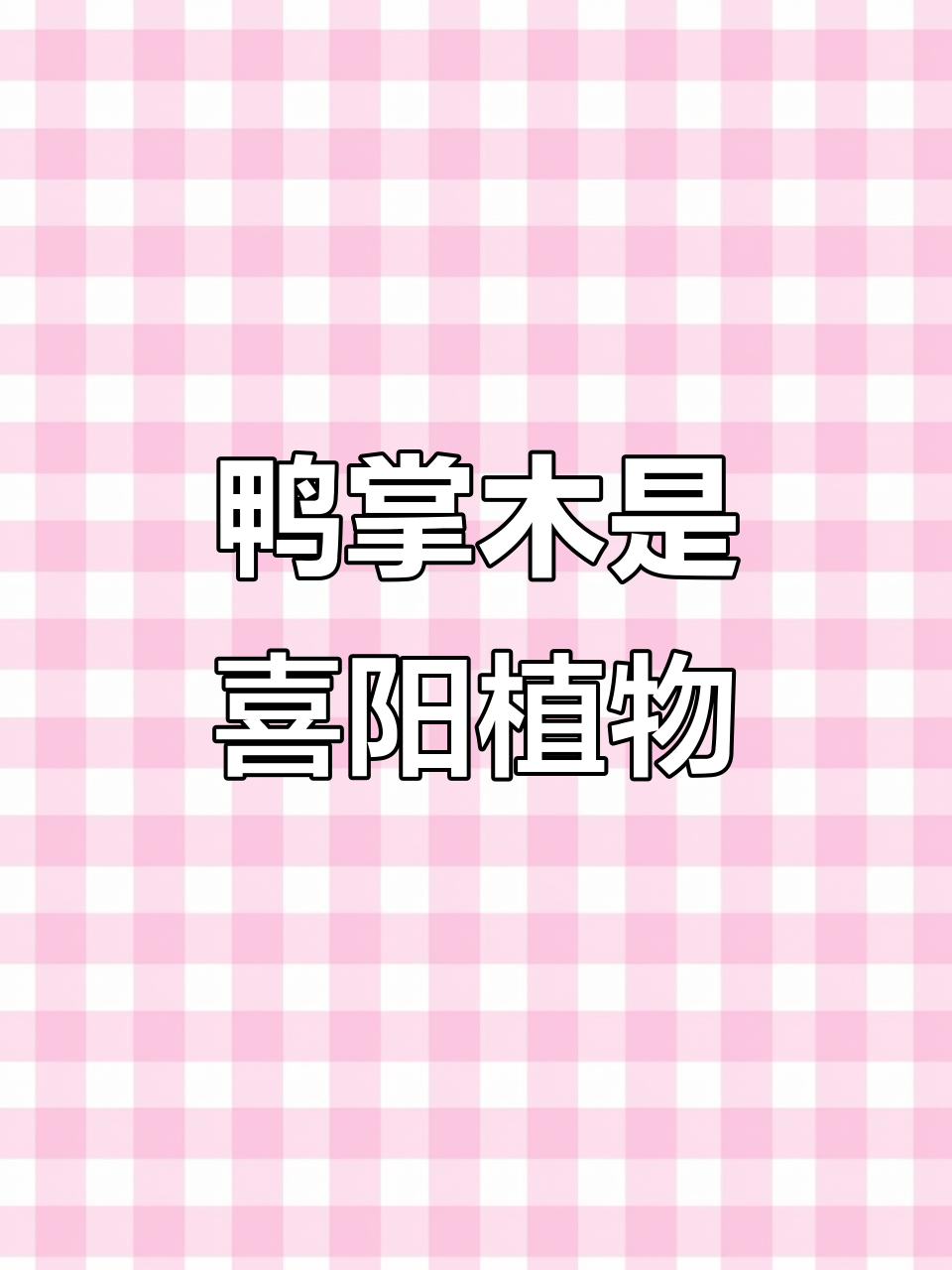 鸭掌木喜光还是耐阴?光照不足会这样影响它