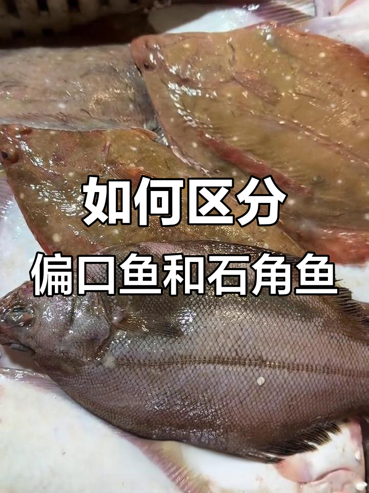 偏口鱼与石角鱼的辨别技巧,口感和价格大不同