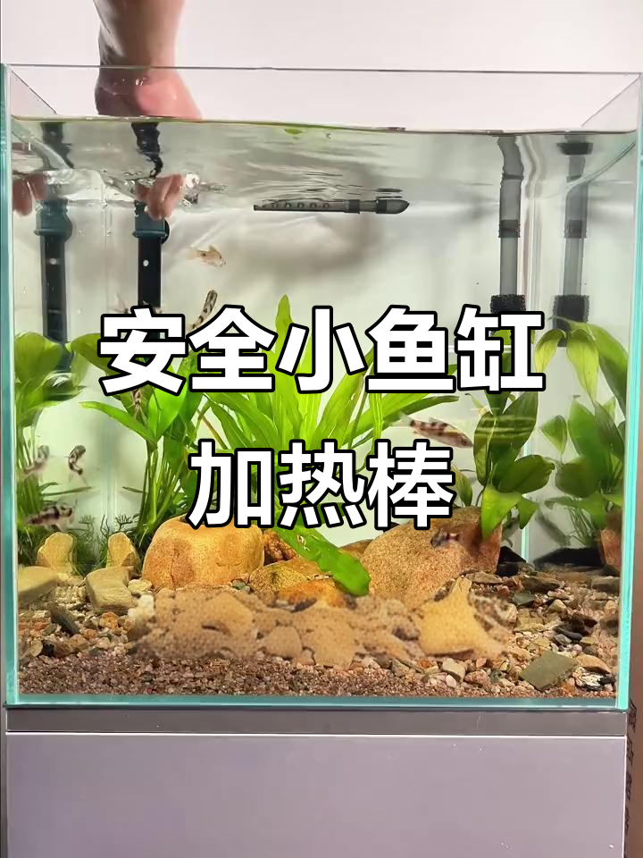 小鱼缸加热棒选这款,安全又靠谱!