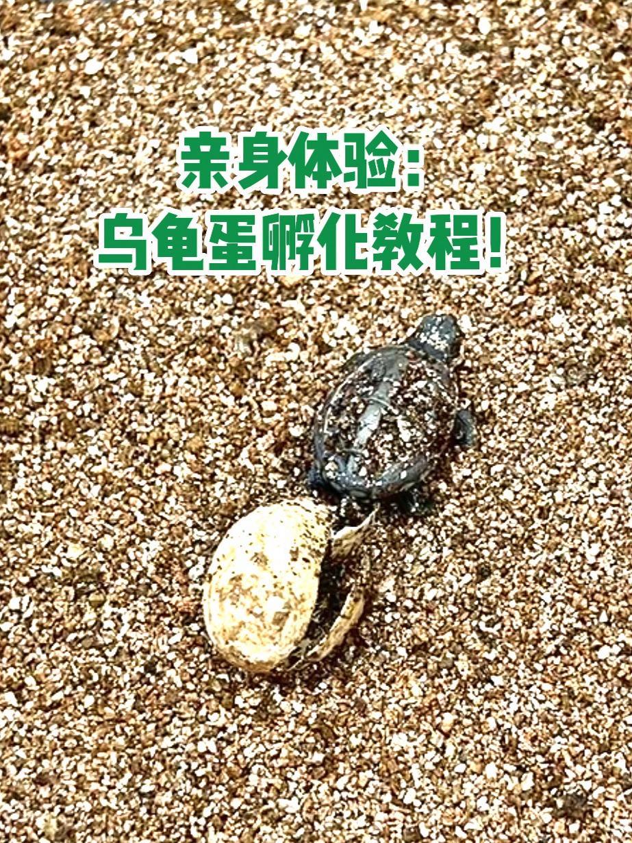 《奇妙的乌龟蛋孵化之旅:亲身体验孵化的全程教程!》乌龟蛋孵化 乌龟蛋破壳 龟蛋 养龟知识 