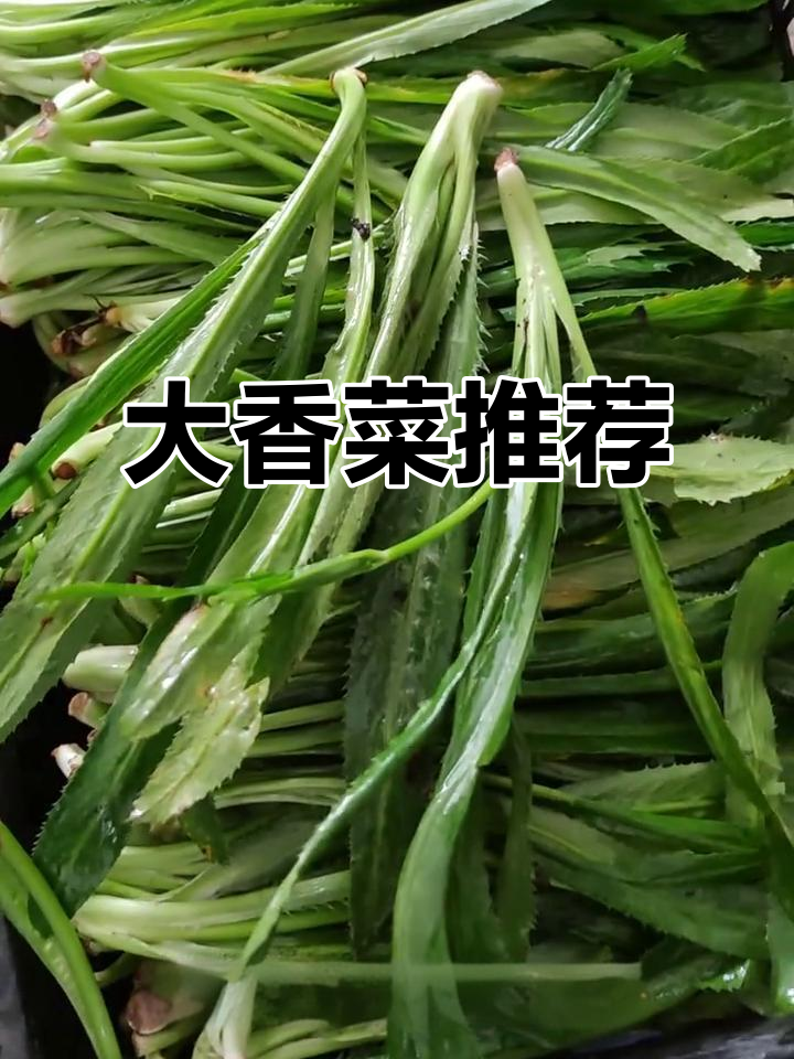 泰国大香菜,泰餐必备香料,太原轻松购买!