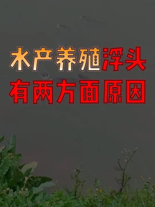 鱼出现浮头?什么情况?主要原因有两方面,看完你就明白了!