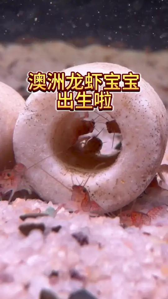 澳洲龙虾宝宝终于出生啦孵化小虾澳洲龙虾小虾养鱼日记上热门