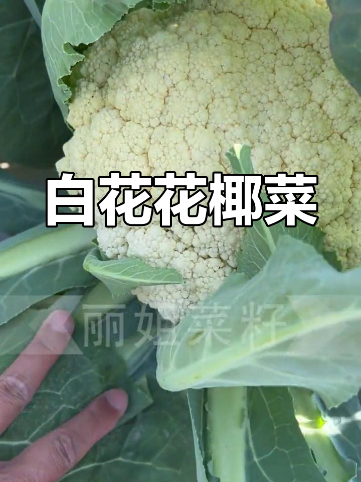 白色花椰菜,生长迅速结球大