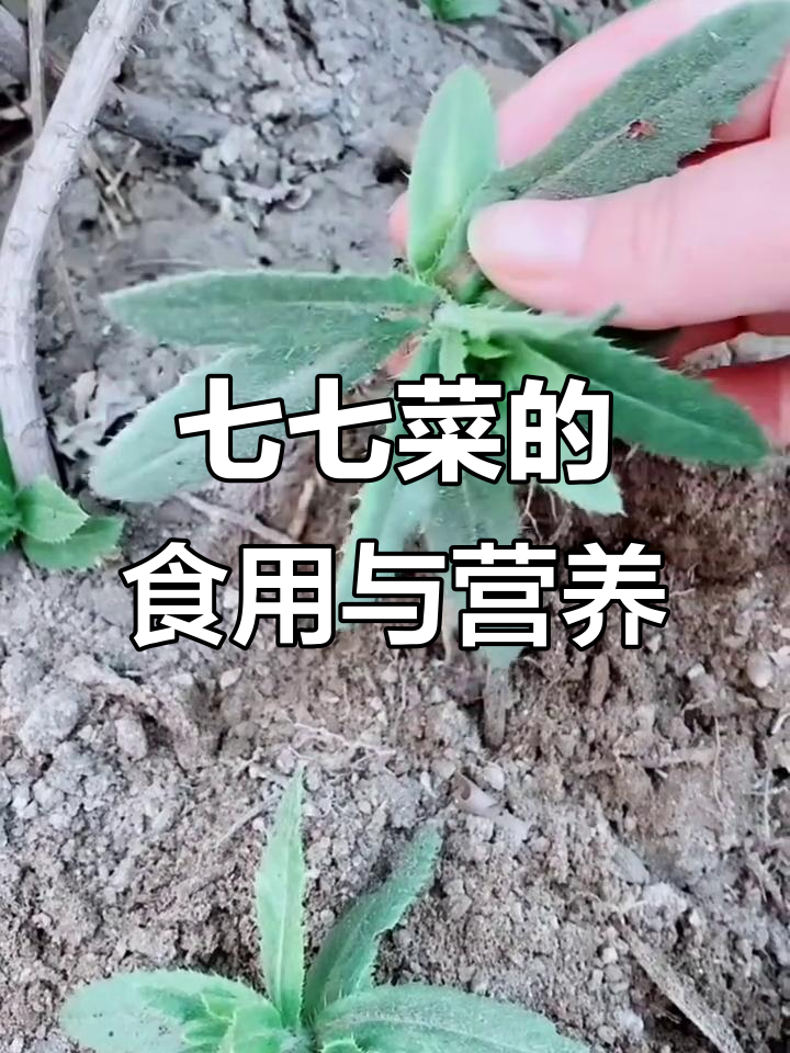 小季菜:夏季开花的野味,蛋白质丰富可凉拌炒汤