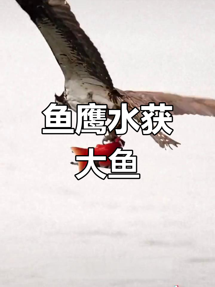 鱼鹰水中捕大红鲑,惊险一刻