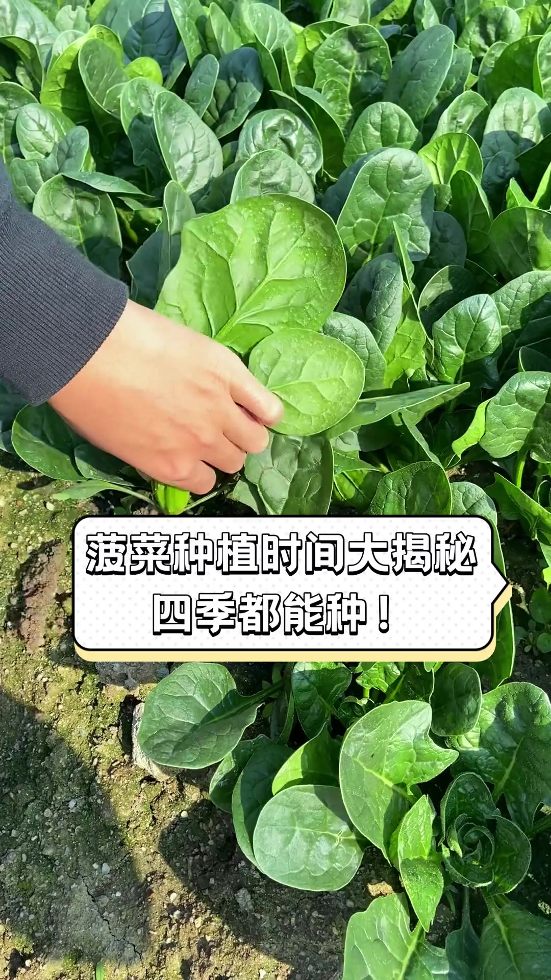 菠菜种植时间大揭秘,四季都能种!