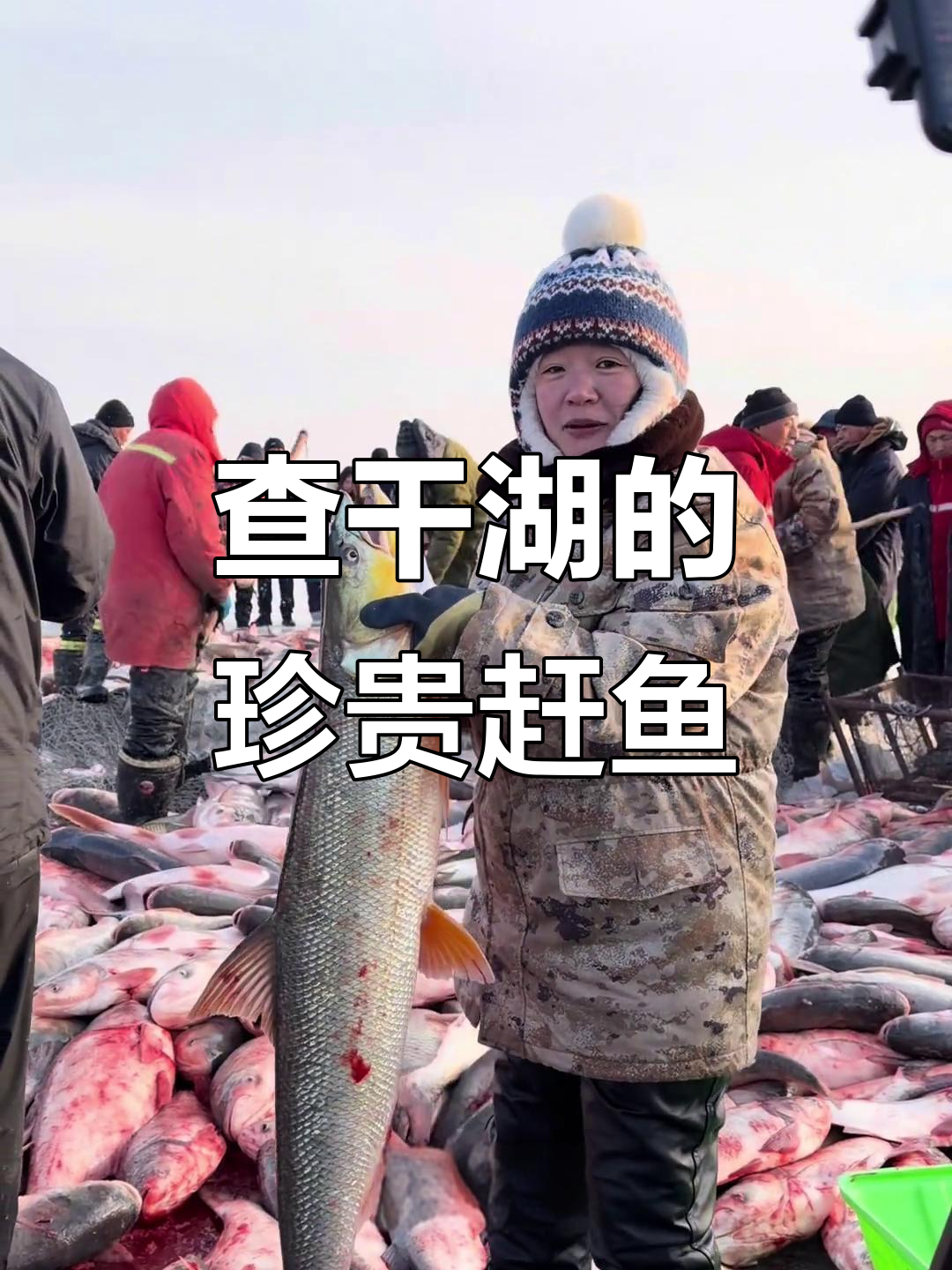 查干湖稀有鱤鱼,水中穿云箭般的美丽