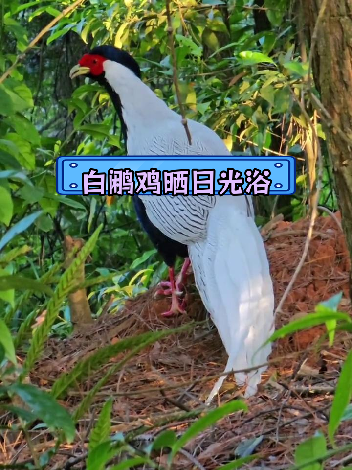 白云山白鹇鸡呼唤同伴晒太阳