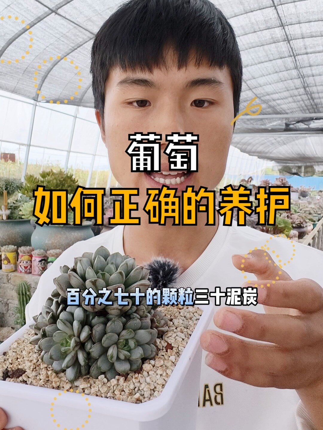 葡萄多肉养护