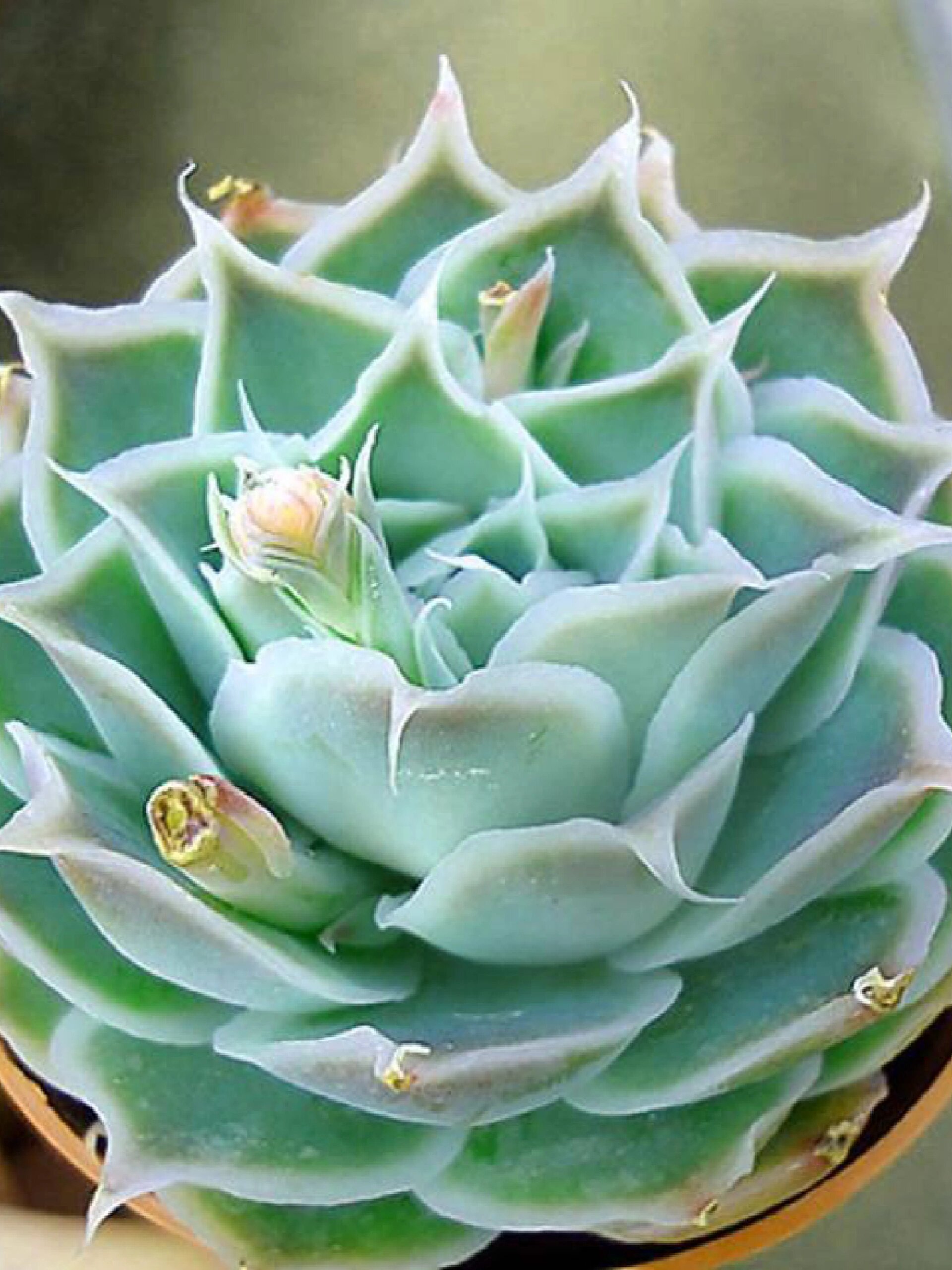 多肉蓝丝绒稀有多肉