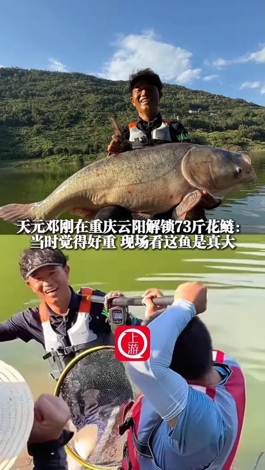 8月24日(报道)天元邓刚在重庆云阳解锁73斤鲢鳙:当时觉得好重 现场看这鱼是真大