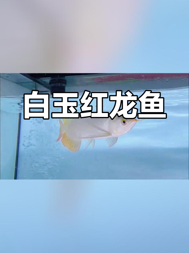 29cm大湖白玉红龙,鳞底油亮如镜