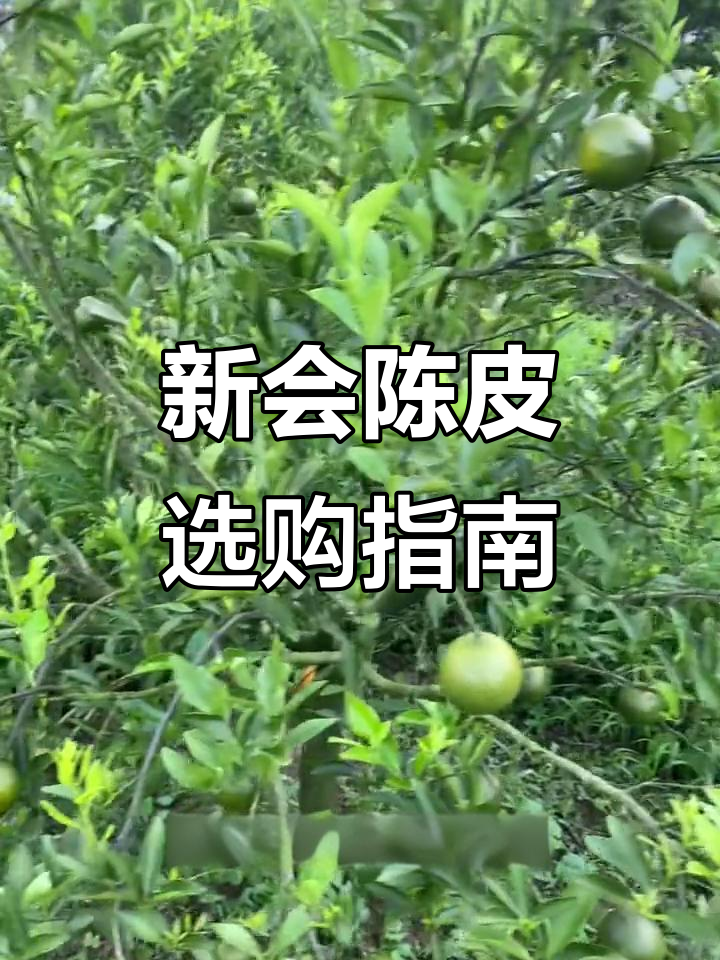 圈枝与柏芝树的区别,如何辨别新会柑的品种
