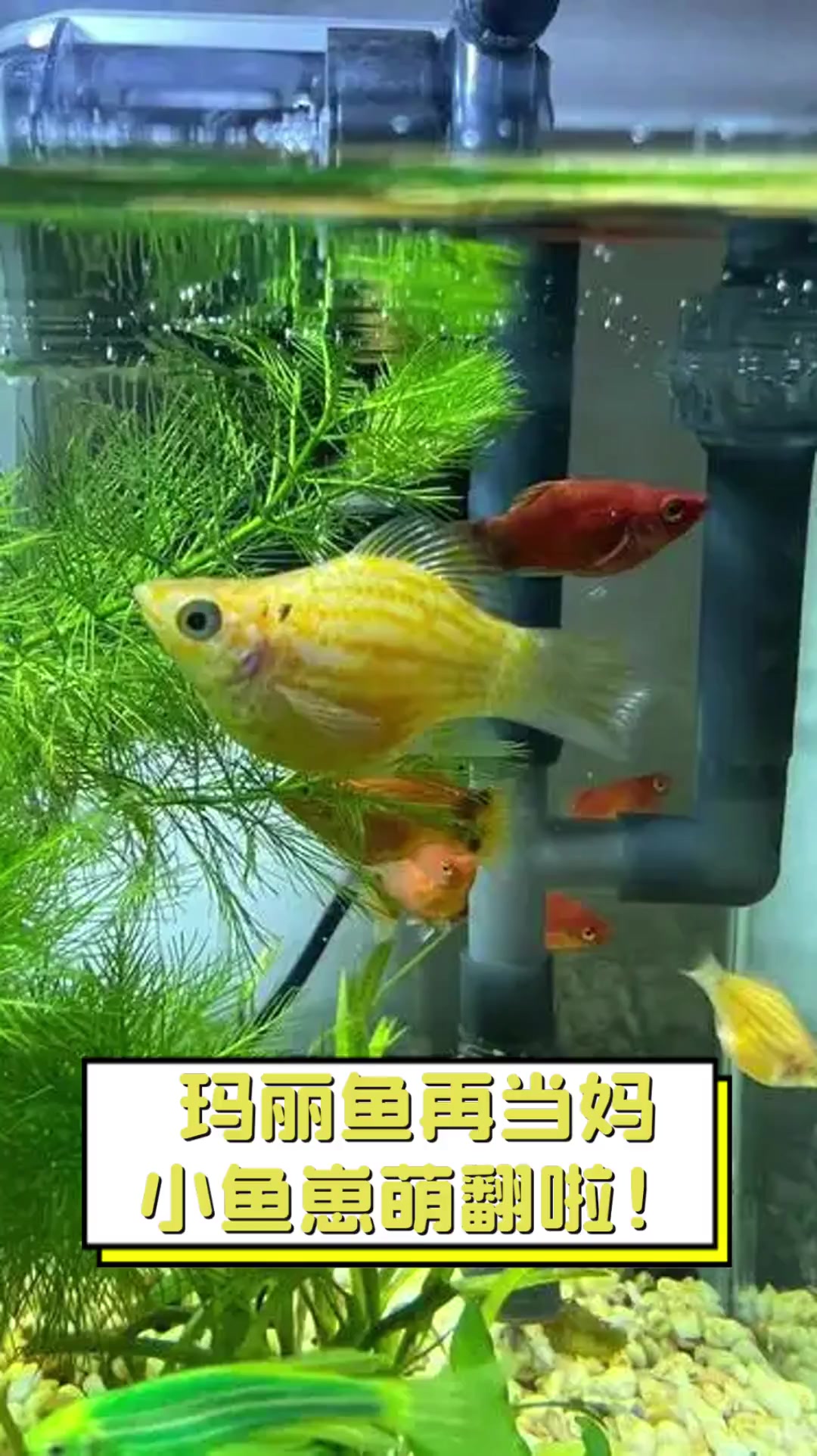 玛丽鱼再当妈,小鱼崽萌翻啦!