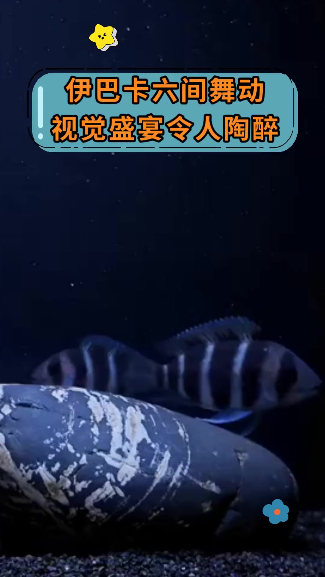 伊巴卡六间舞动,视觉盛宴令人陶醉