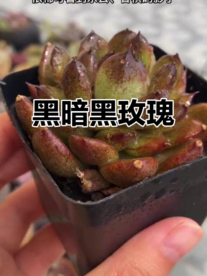 黑玫瑰，多肉界的神秘女王