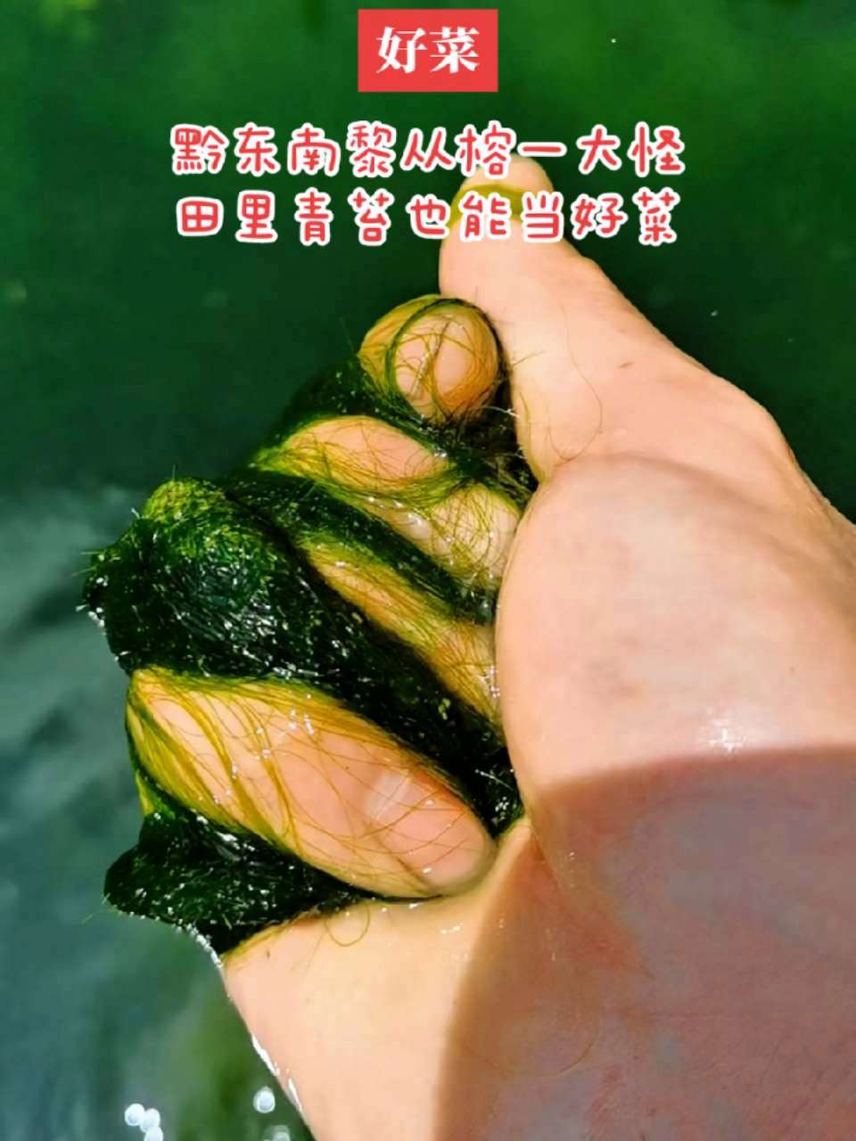 黔东南一大怪,田里青苔也是菜 有外地朋友常取笑我,好像就没有什么你不敢吃的,就比如田里青苔
