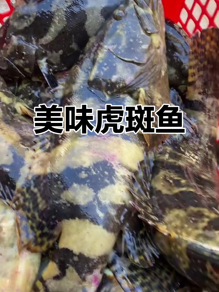 虎斑鱼肉质鲜美，清蒸或煮汤皆宜，营养丰富