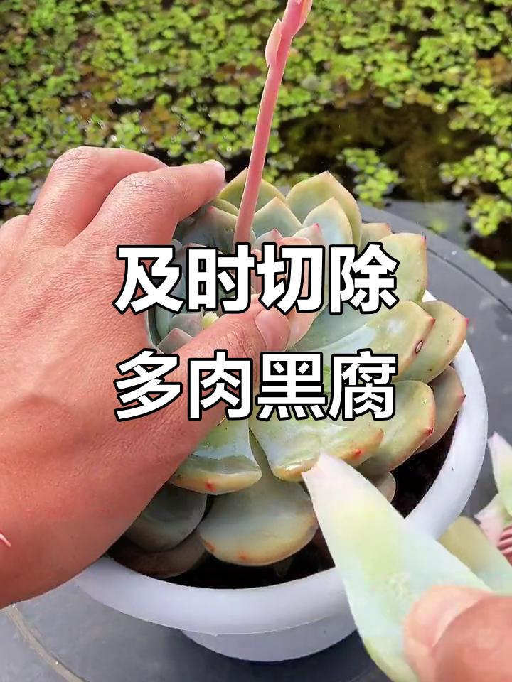 多肉黑腐怎么办？快速处理防止恶化
