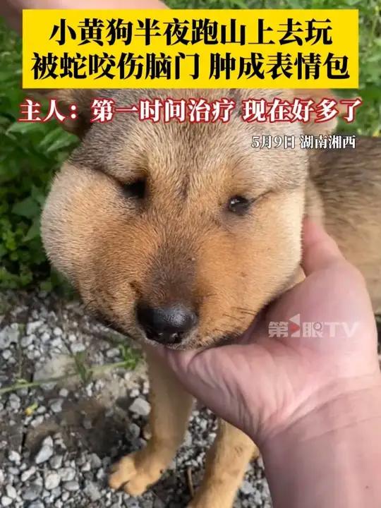 好笑又心疼!小黄狗半夜跑山上去玩,不慎被蛇咬伤脑门肿成表情包,主人:第一时间给它喂药打针治