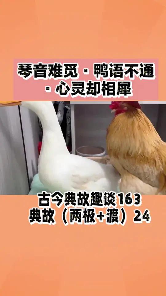 琴音难觅·鸭语不通·心灵却相犀 古今典故趣谈对牛弹琴鸡同鸭讲心有灵犀在一个名为“典故小镇”