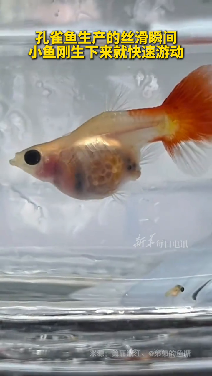 孔雀鱼生产的丝滑瞬间,小鱼刚生下来就快速游动