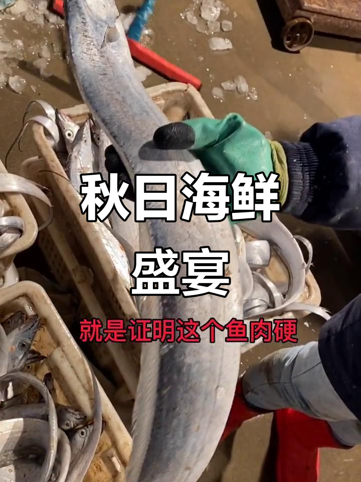 渤海刀鱼脂肪丰富,肉质紧实,秋季最美味!