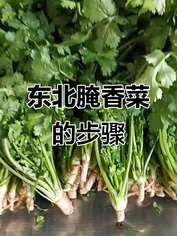 东北腌菜技巧大揭秘,如何清洗香菜并腌制出美味
