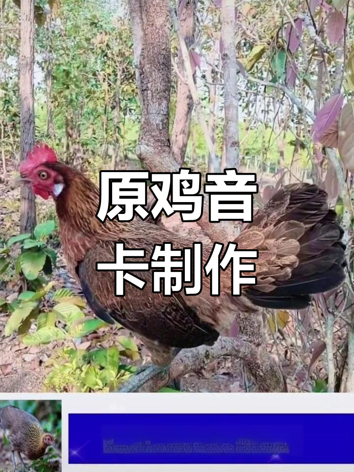 茶花鸡原声叫声制作