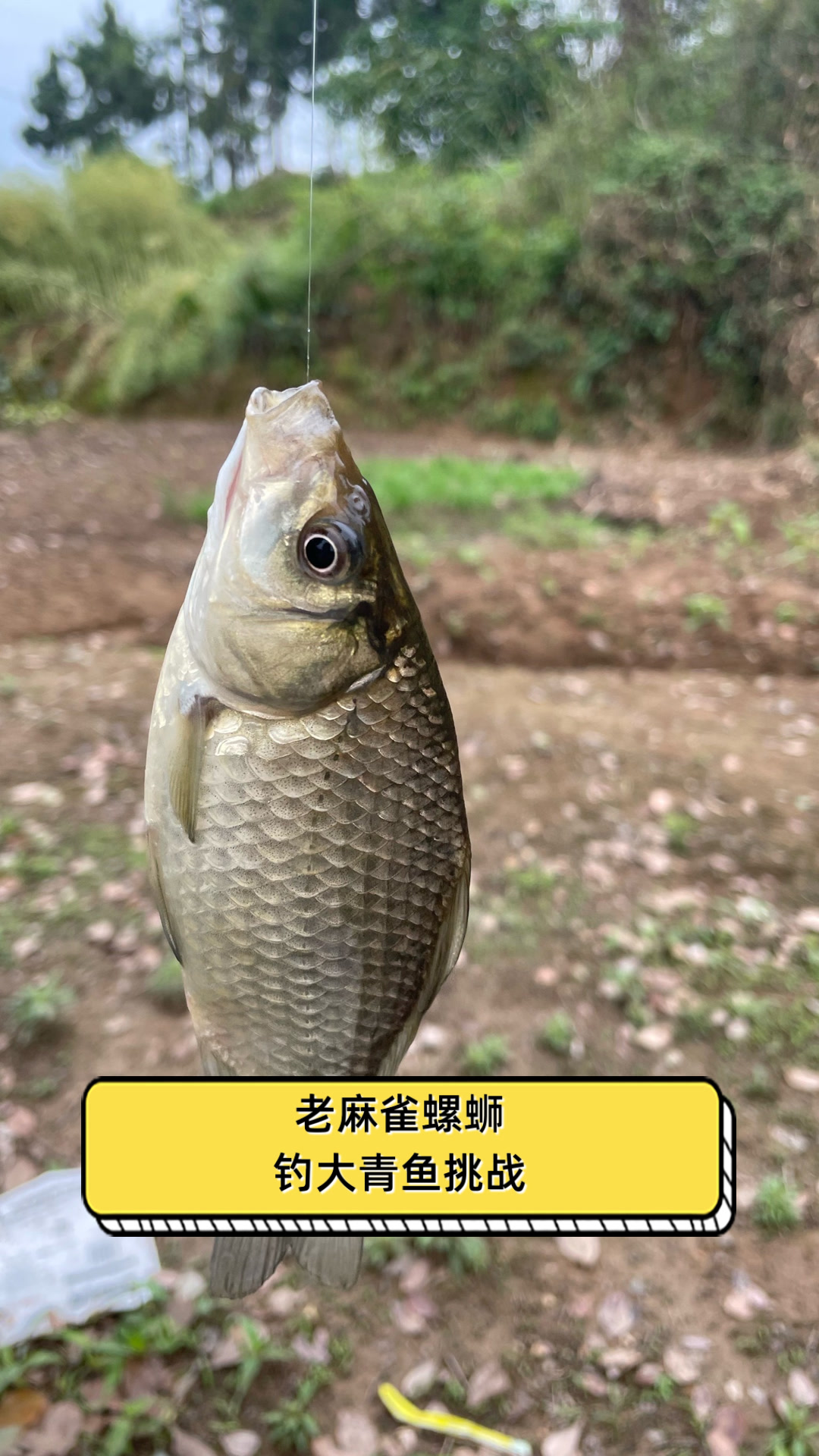 老麻雀螺蛳钓大青鱼挑战