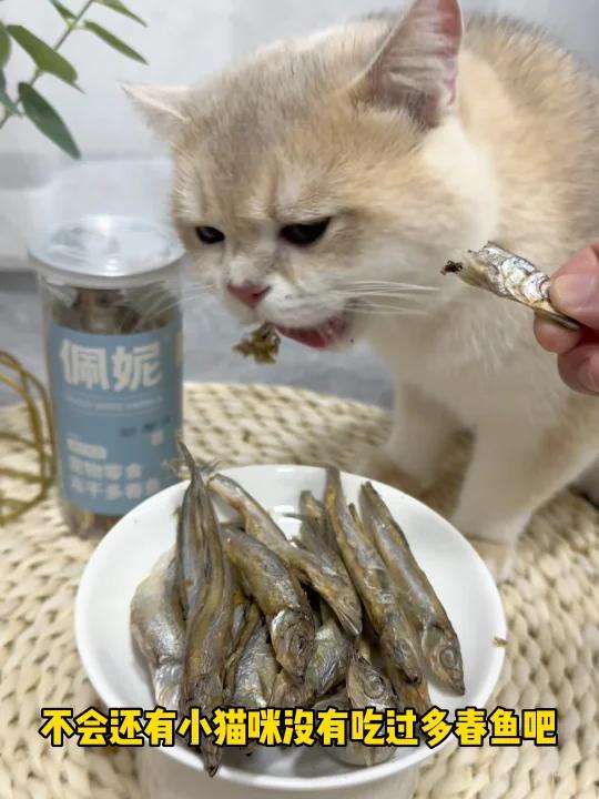 满籽多春鱼冻干,香酥美味又营养,哪个毛孩子能抗拒呢?