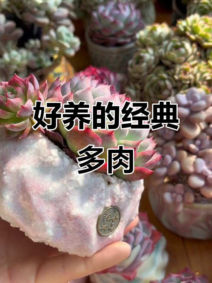 推荐三种好养的多肉植物，粉水晶、孤星与红宝石