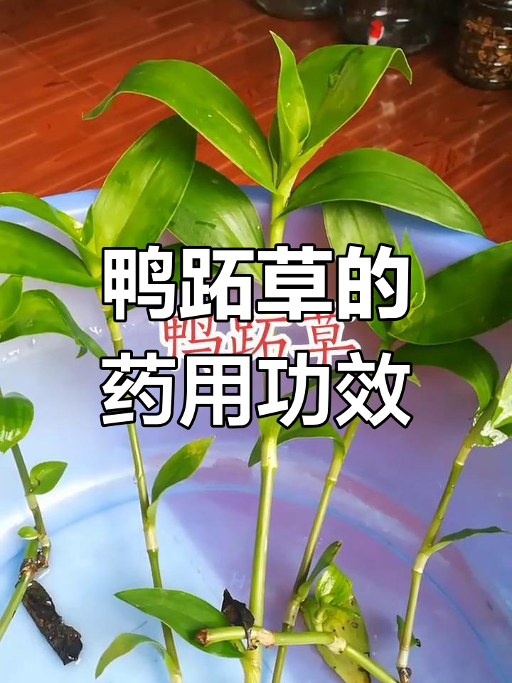 鸭跖草:清热泻火,解毒消肿的良药
