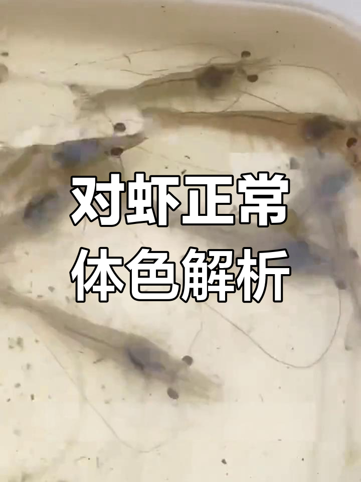 南美白对虾健康体色与养殖模式