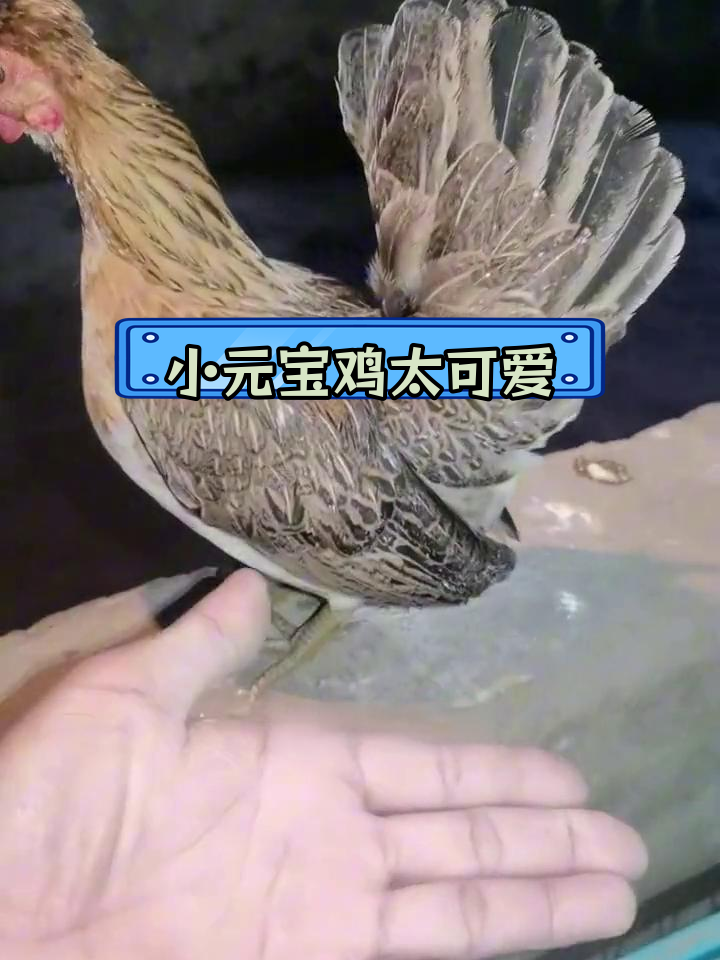 超小体型元宝鸡,萌态十足