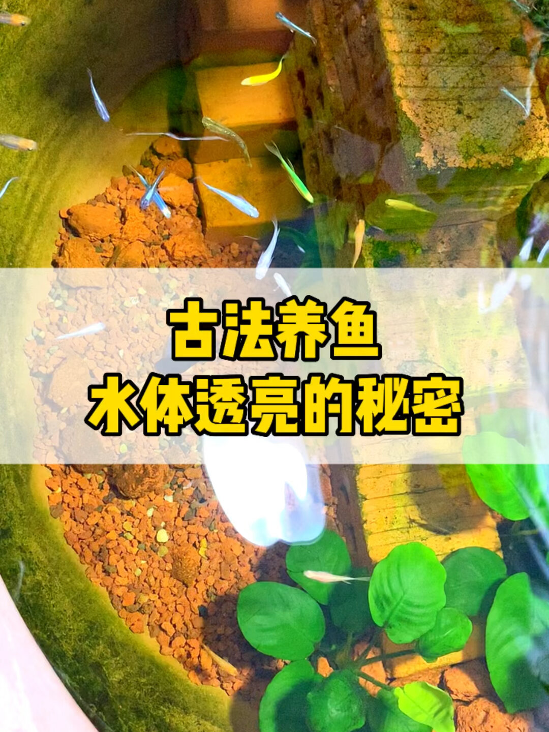 古法养鱼秘诀就是火山石铺在缸底它可以发挥代替一个过滤系统半年