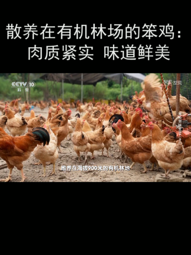 散养在有机林场的笨鸡:肉质紧实 味道鲜美