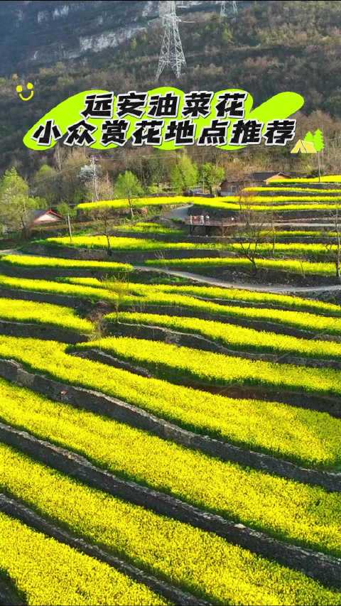 知音湖北遇见花开 今年春天有哪些油菜花小众打卡地呢?让我们一起来回顾下吧!(via.)