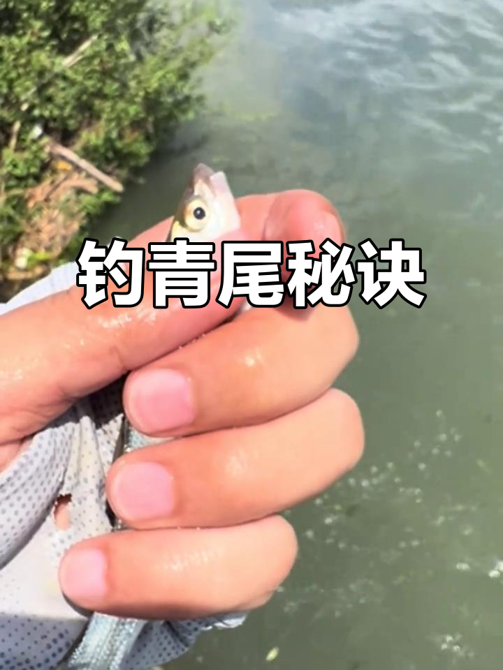 青尾鲴钓鱼技巧:静水缓流最佳,早晚时段最易上钩