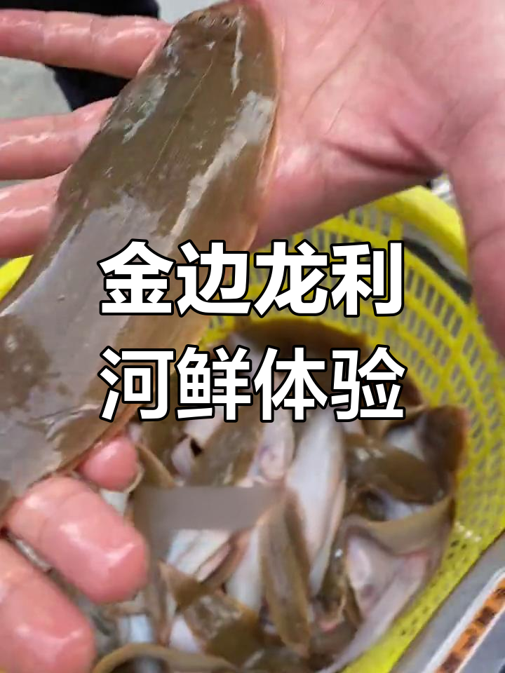 野生金边龙利,冰鲜美味大揭秘