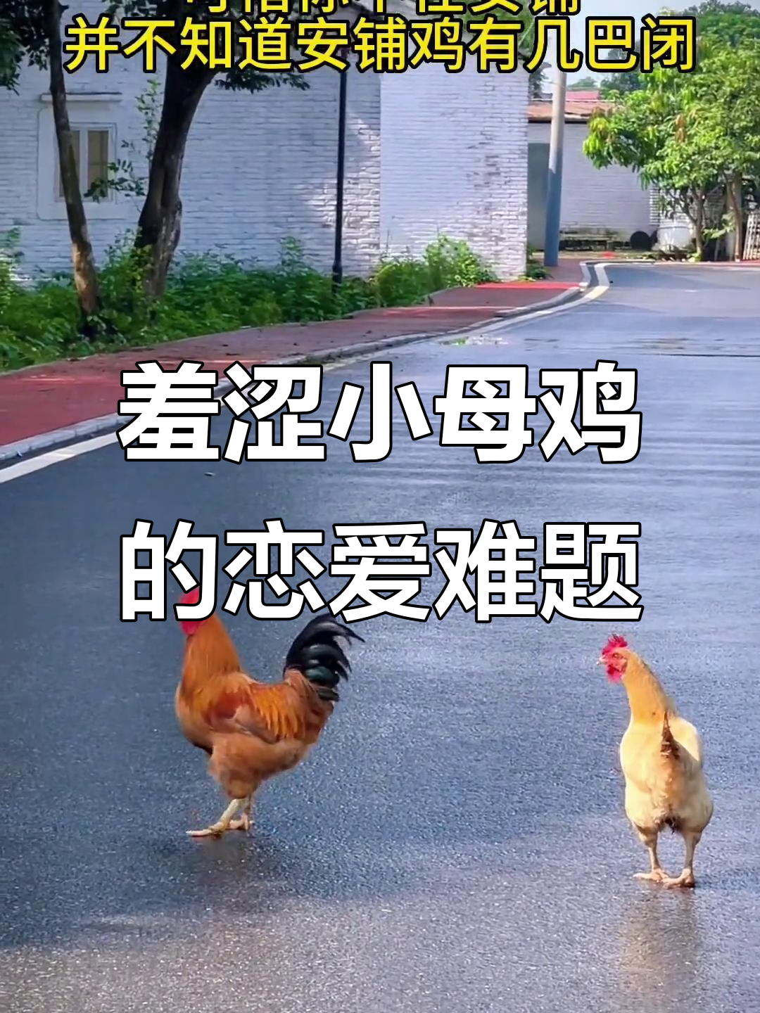 小母鸡害羞不敢谈恋爱,大哥帮忙解困