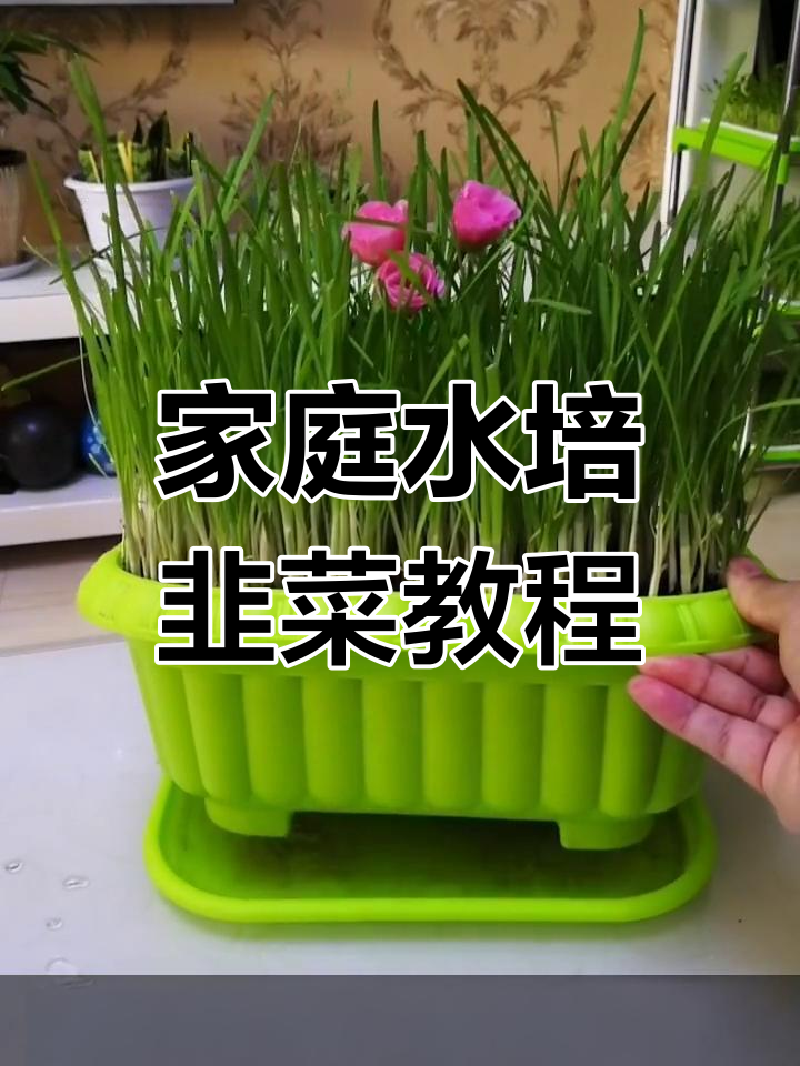 水培韭菜轻松学，家庭种植小技巧大公开