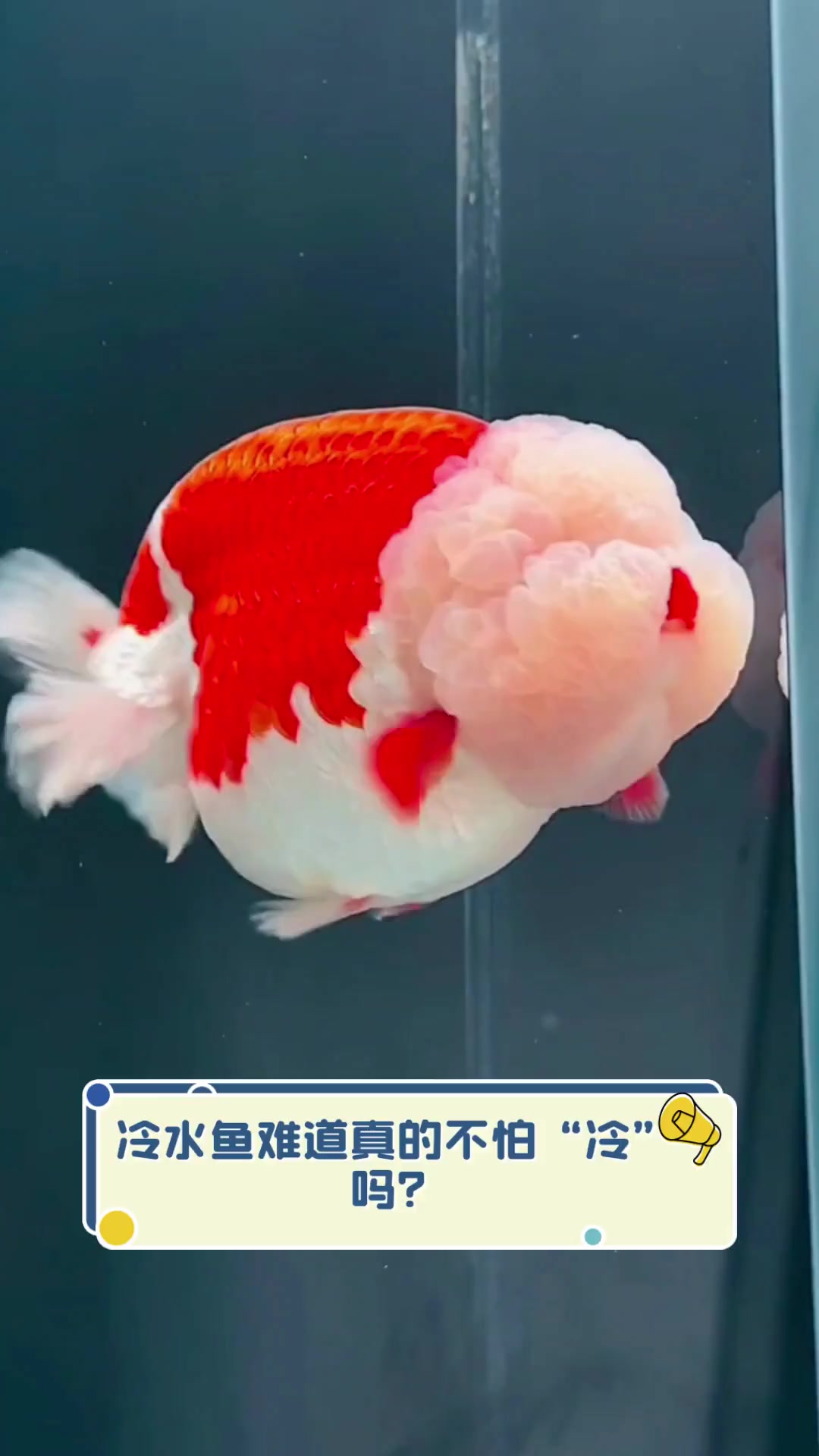 冷水鱼难道真的不怕“冷”吗?