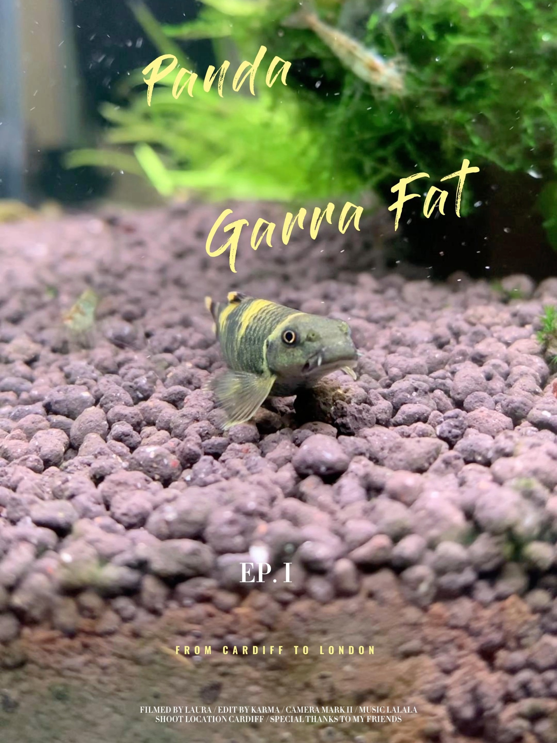 草缸工具鱼——熊猫墨头鱼(老虎小精灵)