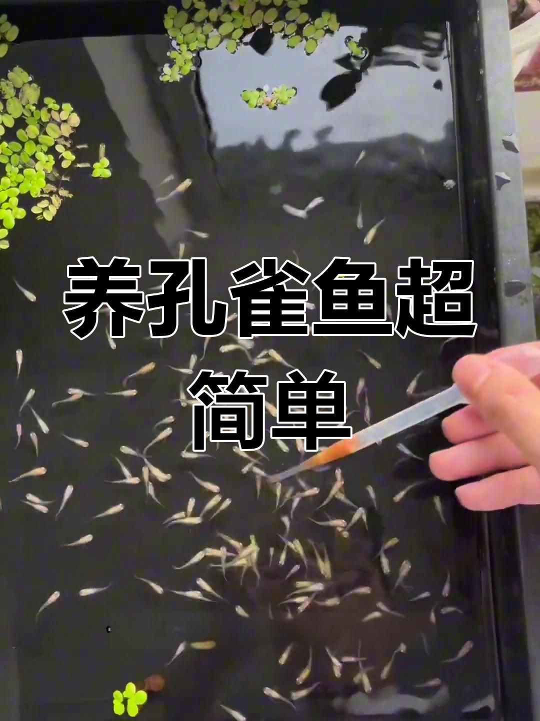 孔雀鱼小鱼苗轻松养活,存活率超高