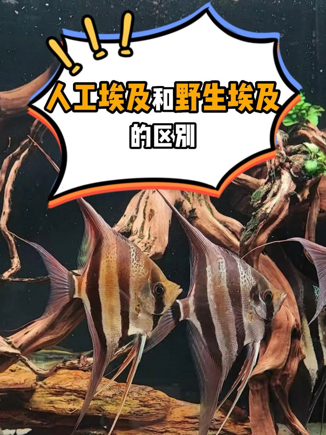 30秒带你了解人工埃及和野生埃及的区别