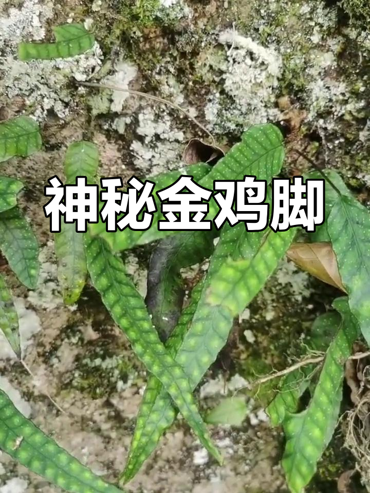 金鸡脚,阴湿地生长的奇特植物,你见过吗?