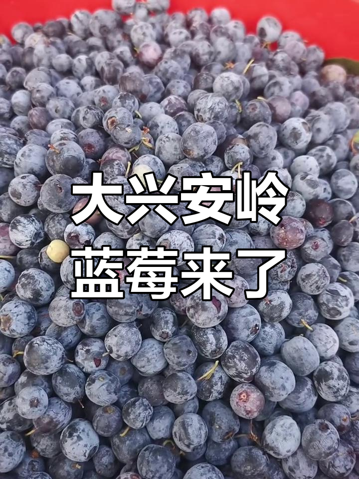大兴安岭蓝莓新鲜上市,浆果与美国品种大不同